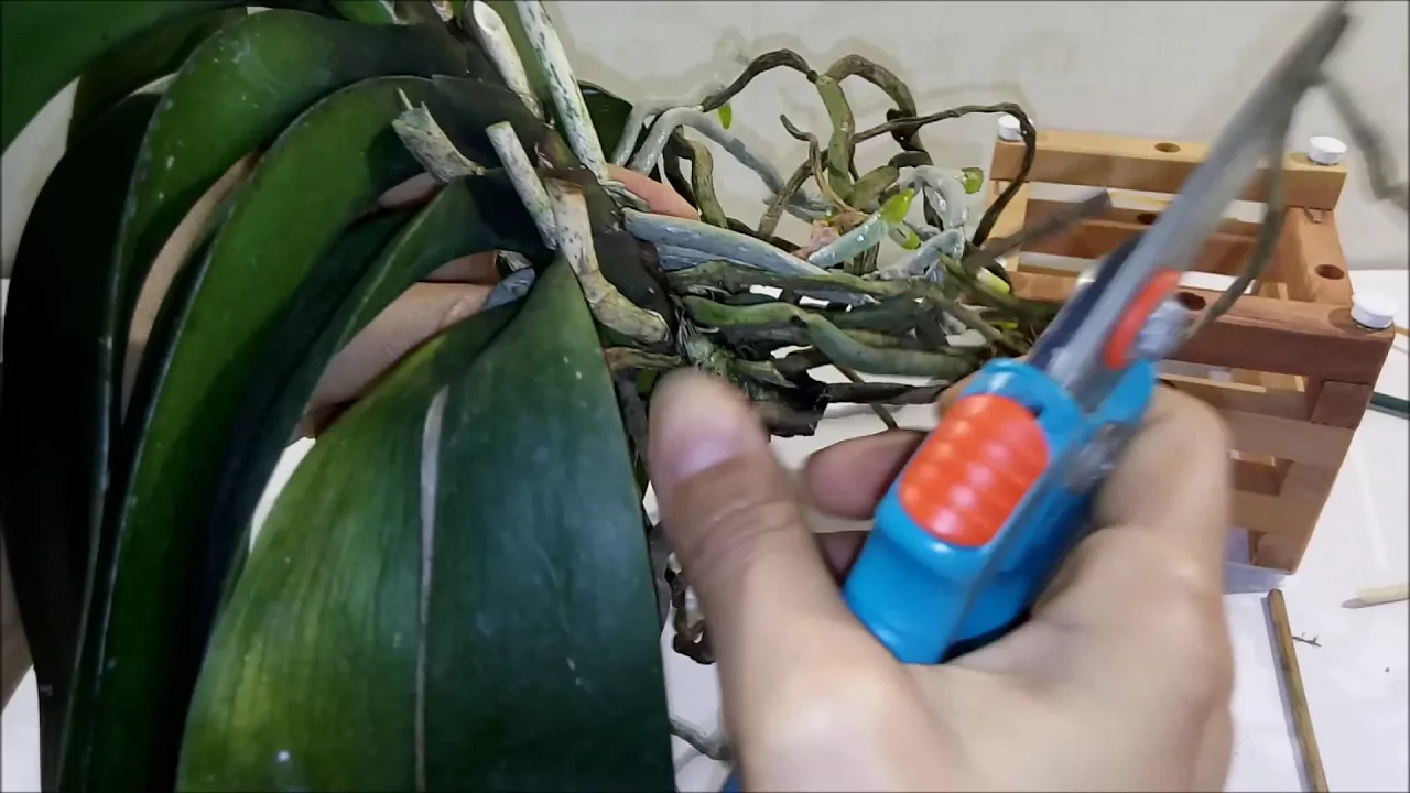 CULTIVANDO ORQUÍDEAS EM APARTAMENTO REPLANTE DE PHALAENOPSIS