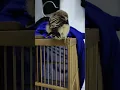 Cara menjinakkan burung cendet #shorts