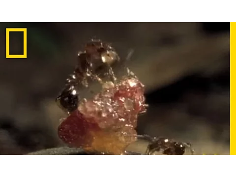 Σαρκοφάγα μυρμήγκια | National Geographic