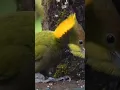 Download Lagu Greater Yellow nape Woodpecker #viral #youtubeshorts #animeversion #aimanga #sigma #sigmameme