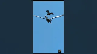 صقر الشاهين الخطير دندنها