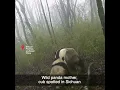 Download Lagu Wild panda mother, cub spotted in Sichuan #shorts