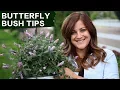Butterfly Bush Care Tips Garden Answer