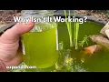 Download Lagu 8 Common reasons your bog filter isn't working properly