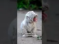 Download Lagu Keluarga ini tidak sengaja menemukan bayi harimau dijalan dan membantu merawatnya dengan tulus🥺❤️