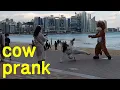 Cow Prank \