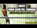 Download Lagu PANCINGAN MURAI BATU NEMBAK CILILIN KENARI KAPAS TEMBAK SEKETIKA BIKIN NYAUT