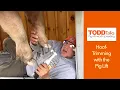 TODDTalks Pig-hoof trimming