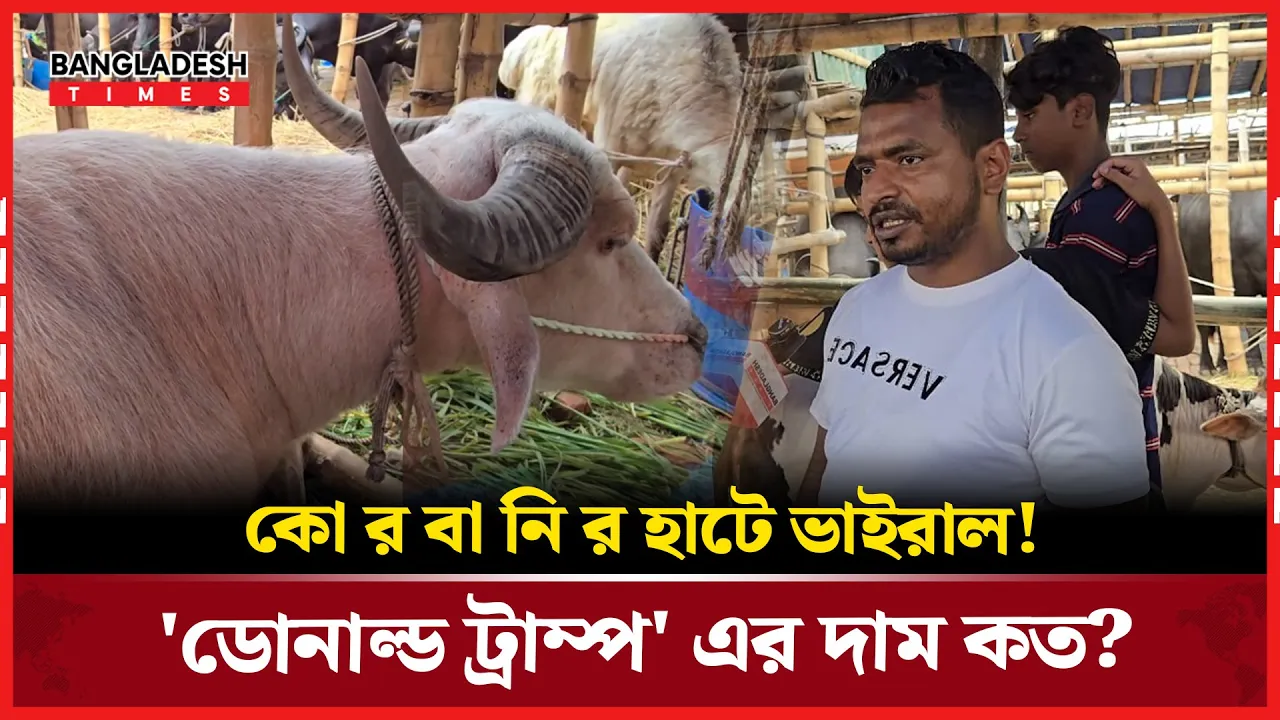 গাবতলী কোরবানির হাটে ট্রাম্প? আসল রহস্য জানা গেলো