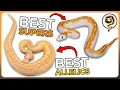 These are 9 of the Best Super and Allelic Ball Python Morphs