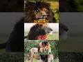Download Lagu Young male lion Son of lion King Scarface⚔️😱 | #Scarface #Viral #shorts #youtube #video