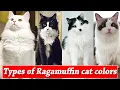 9 Ragamuffin Cat Colors Patterns Types Of Ragamuffin Cat Ragamuffin Cats Color