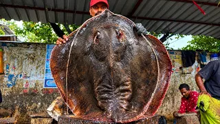 Kasimedu biggest stingray fish cutting video #kasimeduselvam #bigfish #youtube