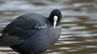 صوت دجاج ماي الحذاف 