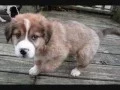 Adam - Australian Shepherd Great Pyrenees mix