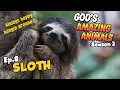 Fun Facts for Kids about Sloths God s Amazing Animals S2 Ep8