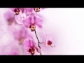 Download Lagu Sérénité: Harmonie et Bien-etre, Musique Zen, Musique Relaxante, Méditation et Relax