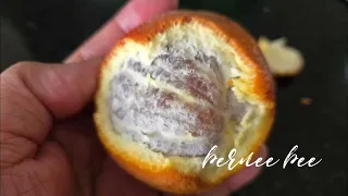 Raspberry Orange bernee bee