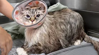 This Is an Unreasonable Amount of Cat