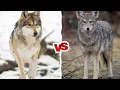 Creature Comparison Gray Wolf vs Coyote remake