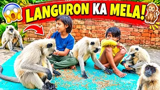 😱 Chana खाने के लिए घर पर पहुंचा Languron Ka Pura Jhund! 🐒