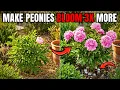 7 Hidden Tricks To Make Your Peonies Bloom 3X More You Won t Believe