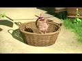 🧺🧼 Laundry Day 🛁🧖‍♀️ Best episodes cartoon collection 🎬 Masha and the Bear 2026