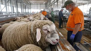 مشاهد لا تصدق لما يحدث في مزارع ومسالخ الأغنام إنتاج ضخم بشكل مذهل 