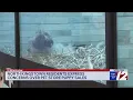 North Kingstown mulls banning puppy sales amid pet store backlash