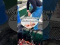 Download Lagu Select the BEST SHOWA Koi at Isa Koi Farm #koi #koifish #nishikigoi #japanesekoifish