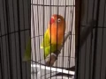 Download Lagu AMAZING lovebird KUSUMO di tawar 2 M | Lovebird Kusumo Ngekek Panjang Bangetttt