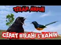 Download Lagu Audio ampuh pancingan suara murai kawin terbaik saat ini ||murai batu.