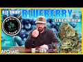 Blueberry - Strain Review