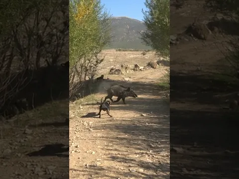 Tek atış #okaysahin #wildboar #hunting