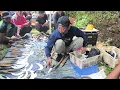 Download Lagu VIRAL!! UNIK!! Penjual Arit (Sabit) di Pasar Hewan Kliwonan Magetan