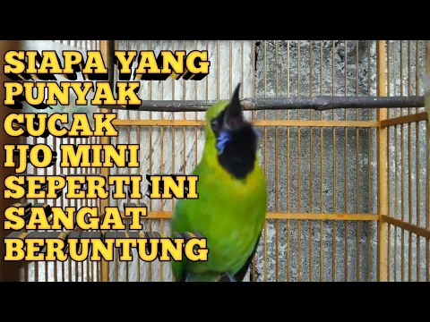 burung cucak ijo mini gacor sambil goyang goyang kepala di depan HP