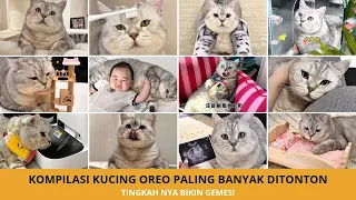 Kompilasi 20 Video Kucing Oreo Terlucu yang Banyak Ditonton!