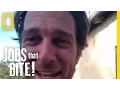 The Bees Are Coming Jobs That Bite