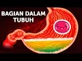 Download Lagu Perjalanan Makanan di Dalam Tubuh