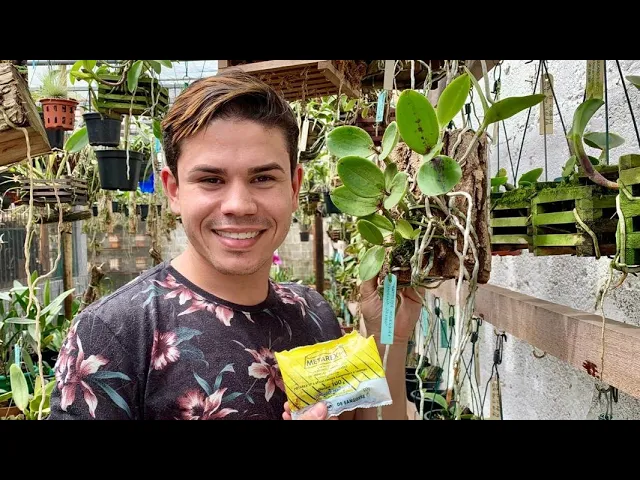 ORQUÍDEAS SEM RAÍZES? TENHO A SOLUÇÃO!!! DICAS PARA INICIANTES