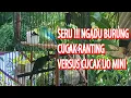 Download Lagu PERTEMPURAN ANTARA CUCAK IJO MINI VERSUS CUCAK RANTING | NGADU KICAU CUCAK IJO MINI VS CUCAK RANTING Download Lagu PERTEMPURAN ANTARA CUCAK IJO MINI VERSUS CUCAK RANTING | NGADU KICAU CUCAK IJO MINI VS CUCAK RANTING