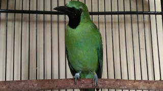 suara cucak ijo banyuwangi ngeplong merespon cucak ijo bisu langsung ngriwik ngeplong