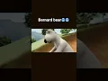 Bernard bear!!🥶