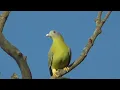 Download Lagu merpati hijau kaki kuning dan panggilannya yang unik
