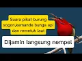 Download Lagu Suara pikat burung sogon, kemande bunga api dan remetuk laut di dijamin gacor