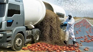 They Released Millions of Ant Killers on Crab Island and the Reaction Was Immediate