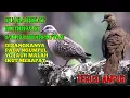 Download Lagu suara pikat burung tekukur . bunyi tekukur GEROMBOLAN