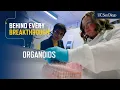 Behind Every Breakthrough Organoids