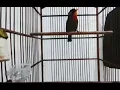 Download Lagu Burung panca warna betina tembakan rapat cocok untuk pemasteran..