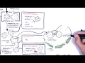 Download Lagu Systemic Lupus Erythematosus (SLE) - signs and symptoms, pathophysiology, investigations, treatment